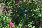 Sweet Chariot rose photo