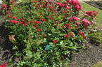 Adelaide Hoodless rose photo