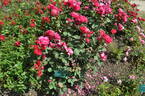 Winnipeg Parks rose photo