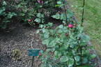 Alexander MacKenzie rose photo