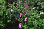 David Thompson rose photo