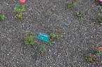 Blasco Ibañez rose photo