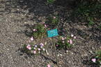 Bambino rose photo