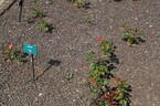 Alberta rose photo