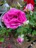 Sweet Intoxication rose photo