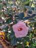 New York™ Love Forever® rose photo