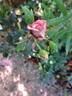 New York™ Love Forever® rose photo