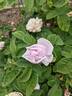 Caroline de Sansal rose photo