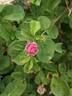 Caroline de Sansal rose photo