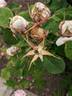 Caroline de Sansal rose photo