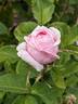 Caroline de Sansal rose photo
