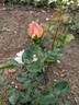 Rapture rose photo
