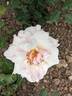 Rapture rose photo