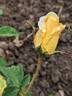 Souvenir de Claudius Pernet rose photo