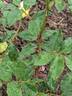 Souvenir de Claudius Pernet rose photo