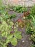 Empereur du Maroc rose photo
