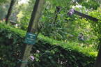Forstmeisters Heim rose photo