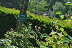 Alpenfee rose photo
