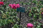 Madame Eugène E. Marlitt rose photo