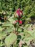 Hugh Dickson rose photo