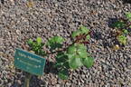 Nella Martinetti rose photo