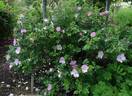 Dagmar Hastrup rose photo