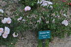 Directeur H. J. Bos rose photo