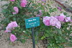 Blue Boy rose photo