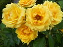 Gold Reef ® rose photo