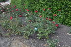 Bicolette rose photo