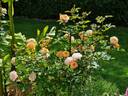 Ellen ® rose photo