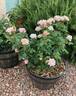 Bubble Double rose photo