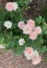 Bubble Double rose photo