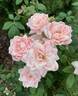 Bubble Double rose photo