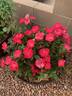 Brick House™ Pink rose photo