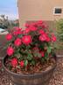 Brick House™ Pink rose photo