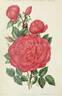 Monsieur Tillier rose photo