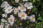Brigitte de Villenfagne rose photo