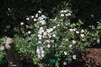 Brigitte de Villenfagne rose photo