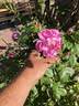Isabella Skinner rose photo