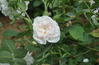 Blanche de Belgique rose photo