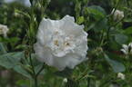 Blanche de Belgique rose photo