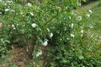 Blanche de Belgique rose photo