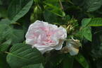 Cuisse de Nymphe rose photo