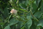 Cuisse de Nymphe rose photo