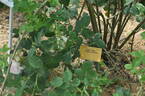 Cuisse de Nymphe rose photo