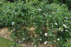 Cuisse de Nymphe rose photo