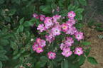 Françoise Drion rose photo