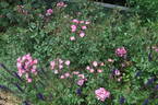 Françoise Drion rose photo
