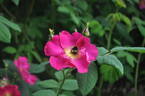 <i>Rosa gallica splendens</i> rose photo